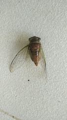 Diceroprocta bulgara