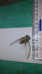 Diceroprocta bulgara