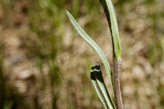 Senecio integerrimus integerrimus