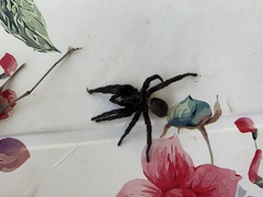 Amblyocarenum walckenaeri