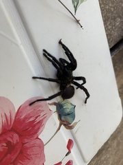 Amblyocarenum walckenaeri