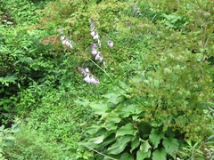 Hosta sieboldiana