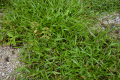 Urochloa subquadripara