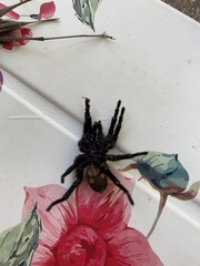 Amblyocarenum walckenaeri