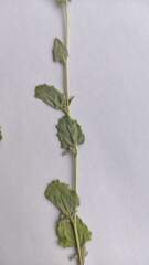 Atriplex tatarica