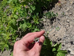 Lomatium nudicaule