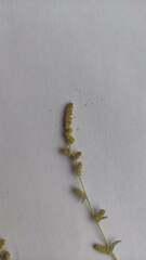 Atriplex tatarica