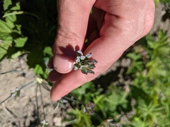 Lomatium nudicaule