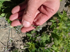 Lomatium nudicaule