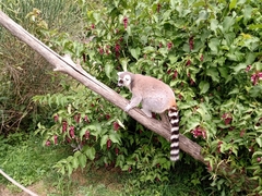 Lemur