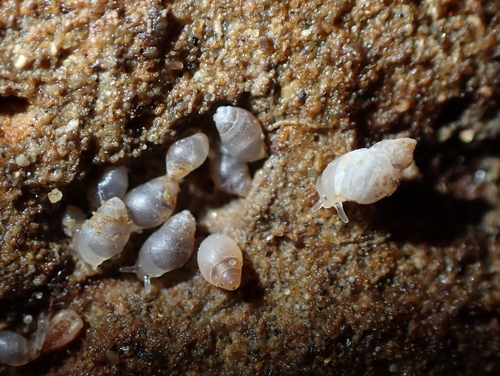 Leuconopsis obsoleta (F.W.Hutton, 1878)