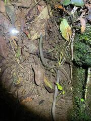 Hai Ha Mountain Stream Keelback photo 1