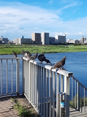 Columba livia domestica