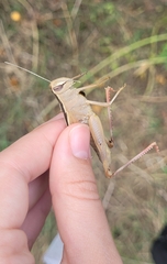 Heteracris pterosticha