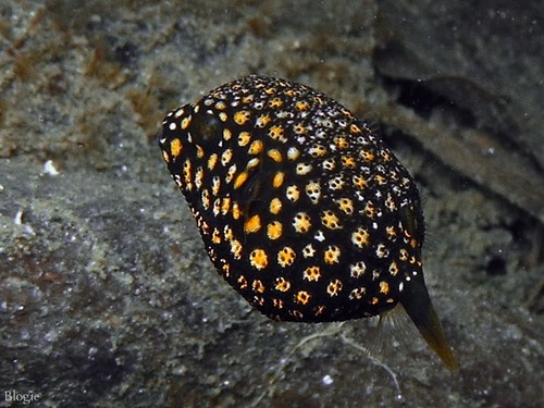 Guineafowl Puffer