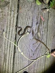 Oreocryptophis porphyraceus vaillanti