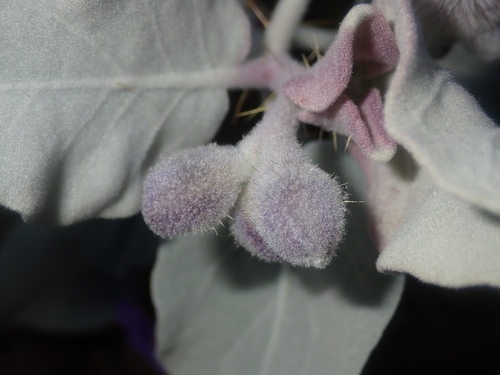 Image of Solanum lasiophyllum by (c) Thomas Mesaglio, some rights reserved (CC BY)