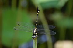 Ictinogomphus pertinax