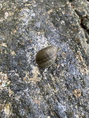 Nerita polita