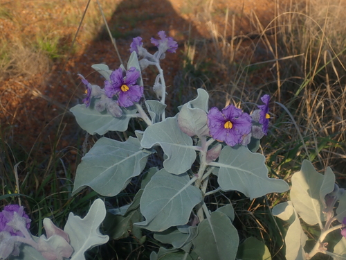 Image of Solanum lasiophyllum by (c) Thomas Mesaglio, some rights reserved (CC BY)