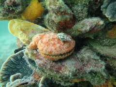 Mimachlamys asperrima