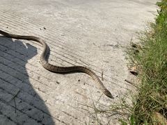 Oligodon formosanus