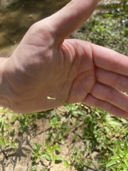 Eleocharis tuberculosa
