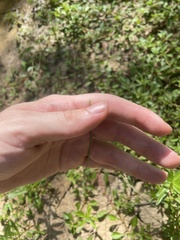 Eleocharis tuberculosa