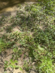 Eleocharis tuberculosa