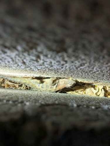 iNaturalist observation photo of Desert Spiny Lizard