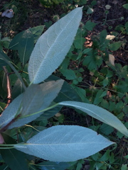 Populus longifolia