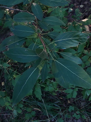 Populus longifolia