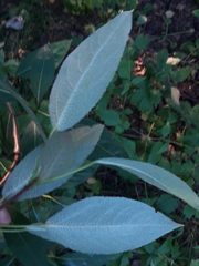 Populus longifolia