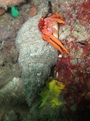 Paguristes frontalis