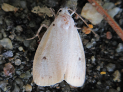 Miltochrista calamina