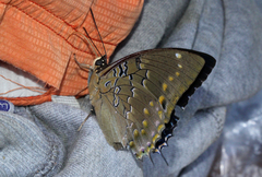Charaxes cithaeron