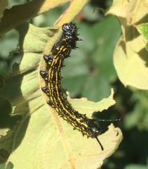 Anisota senatoria