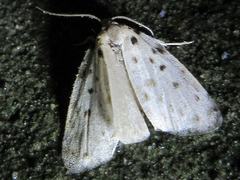 Aemene altaica