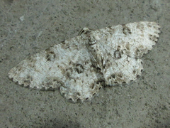 Ophthalmitis albosignaria
