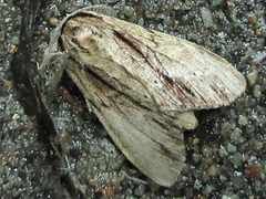 Shaka atrovittatus