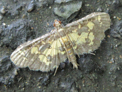 Eurrhyparodes bracteolalis
