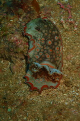 Aphelodoris karpa