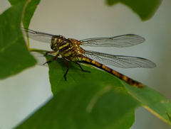 Aphylla angustifolia
