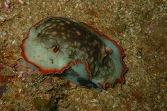 Aphelodoris karpa