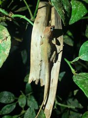 Southern Stout Anole photo 3