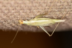 Oecanthus longicauda