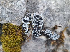 Toninia candida