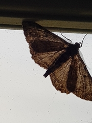 Peribatodes rhomboidaria