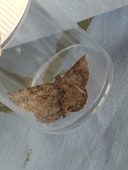Peribatodes rhomboidaria