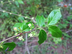 Rytigynia